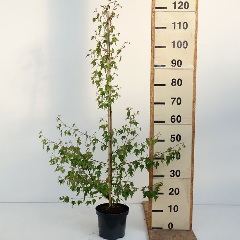 Amostra de Betula pendula Crispa Vaso de 2 L/3 L tal como entregue na primavera