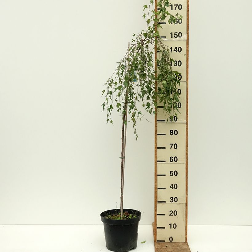 Amostra de Betula pendula Gracilis Vaso de 4 L/5 L, Haste tal como entregue no verão