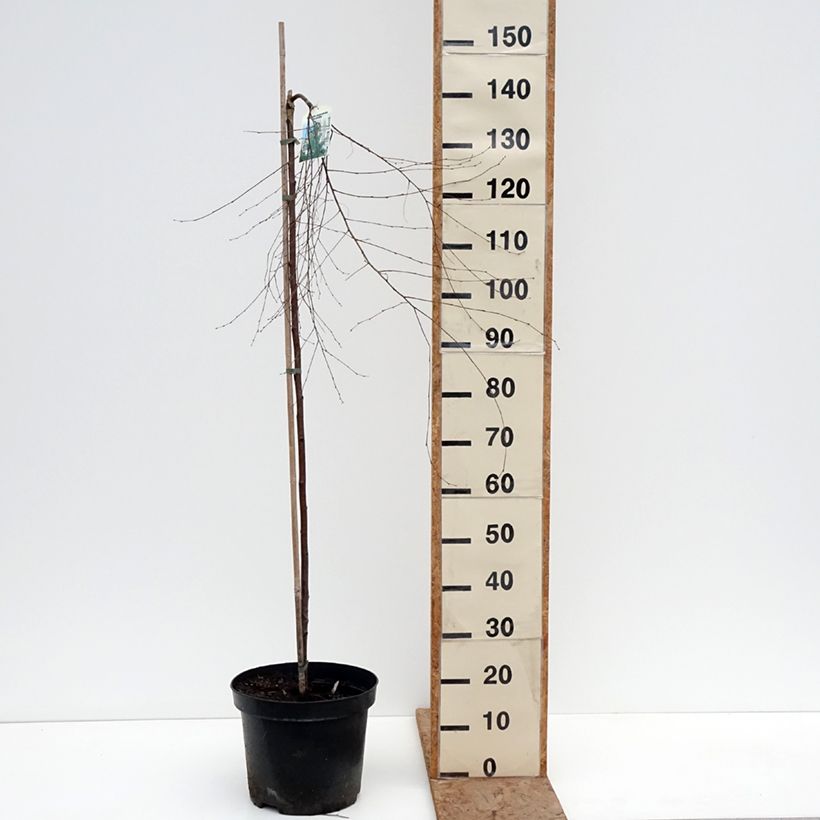 Amostra de Betula pendula Gracilis Vaso de 4 L/5 L, Haste tal como entregue no inverno