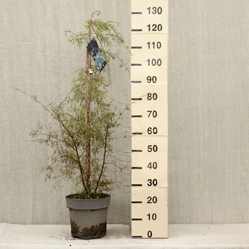 Amostra de Betula pendula Karaca Vaso de 7,5 L/10 L tal como entregue no verão