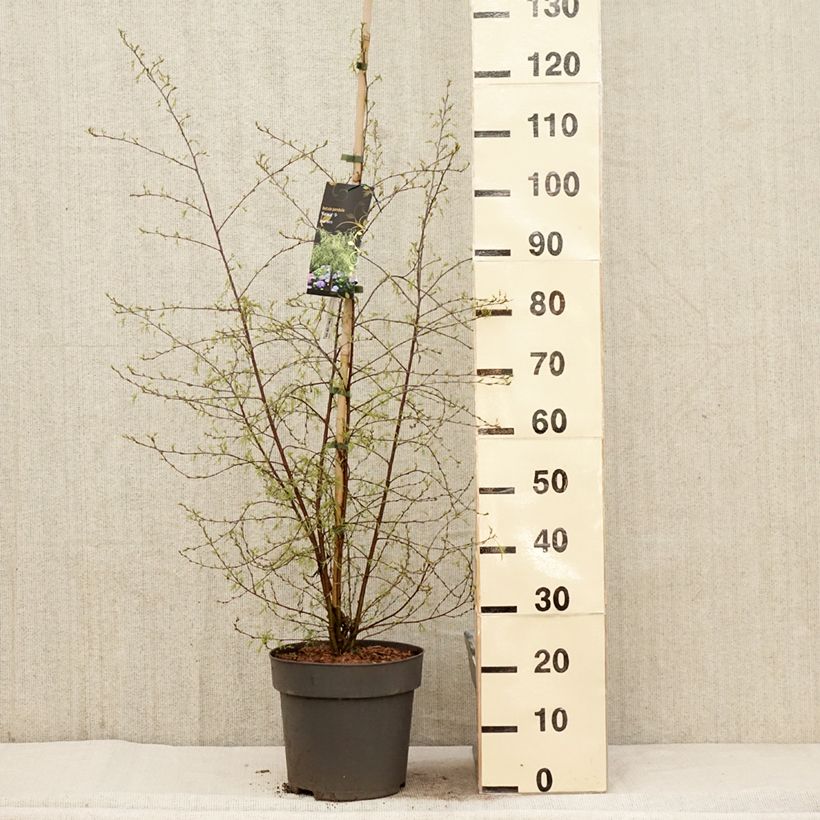 Amostra de Betula pendula Karaca Vaso de 7,5 L/10 L tal como entregue na primavera