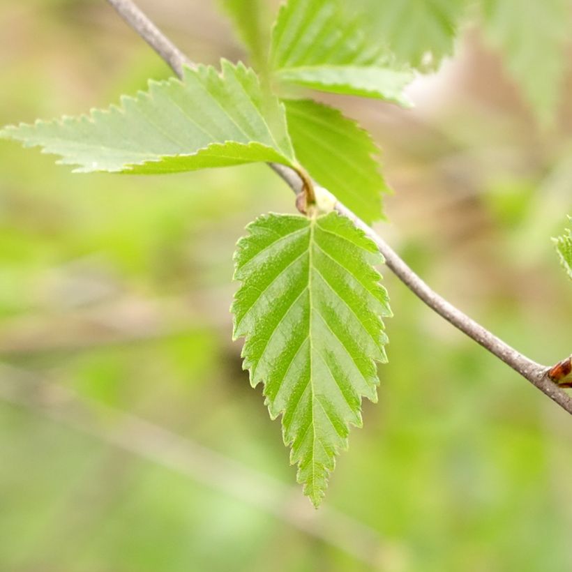 Betula pendula Long Trunk (Folhagem)