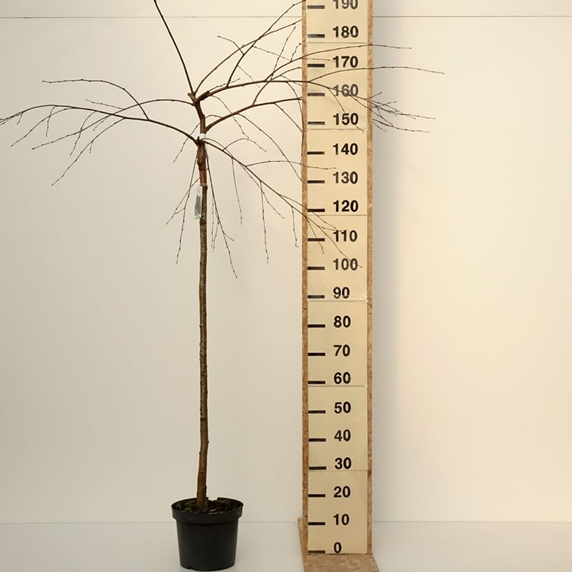 Amostra de Bouleau pleureur - Betula pendula Long Trunk Vaso de 7,5 L/10 L tal como entregue no inverno
