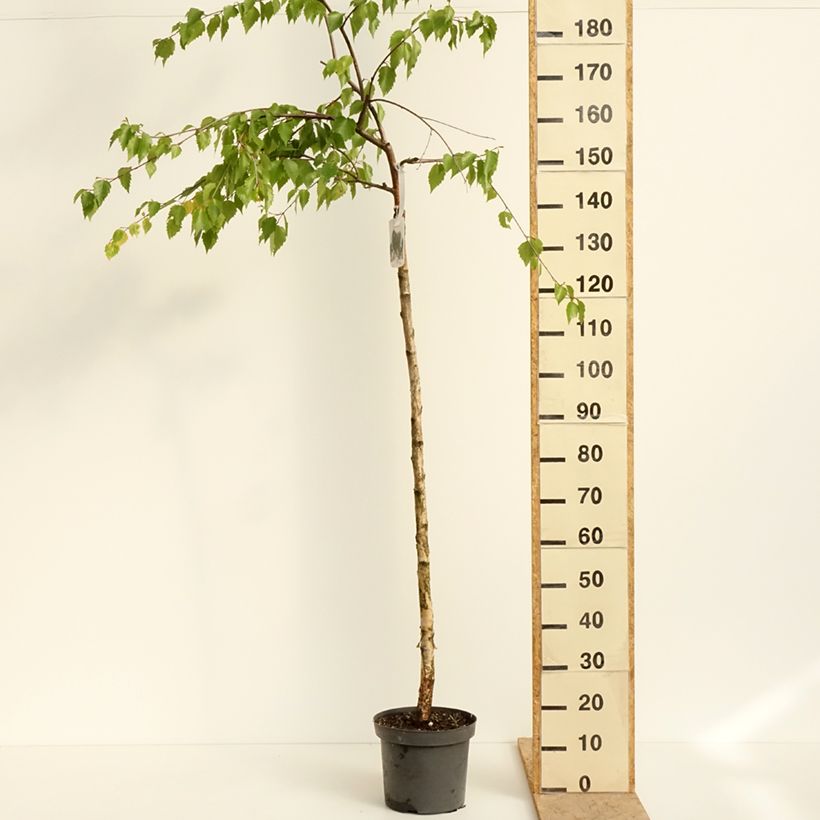 Amostra de Betula pendula Long Trunk Vaso de 7,5 L/10 L, Haste tal como entregue na primavera