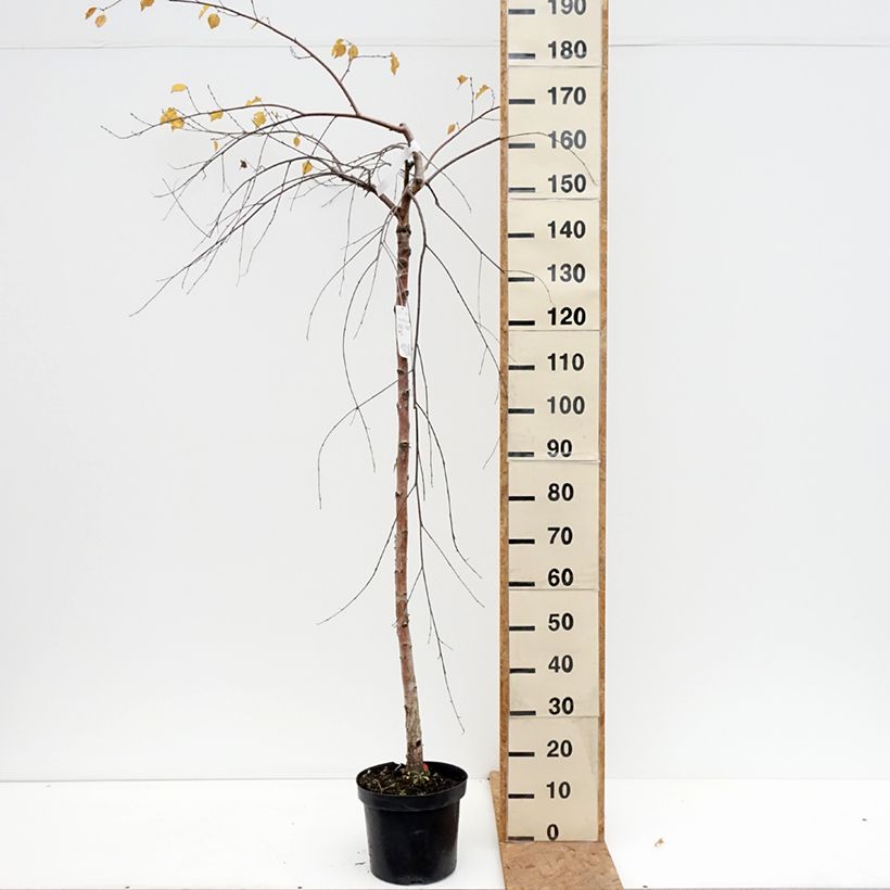 Amostra de Betula pendula Long Trunk Vaso de 7,5 L/10 L, Haste tal como entregue no outono
