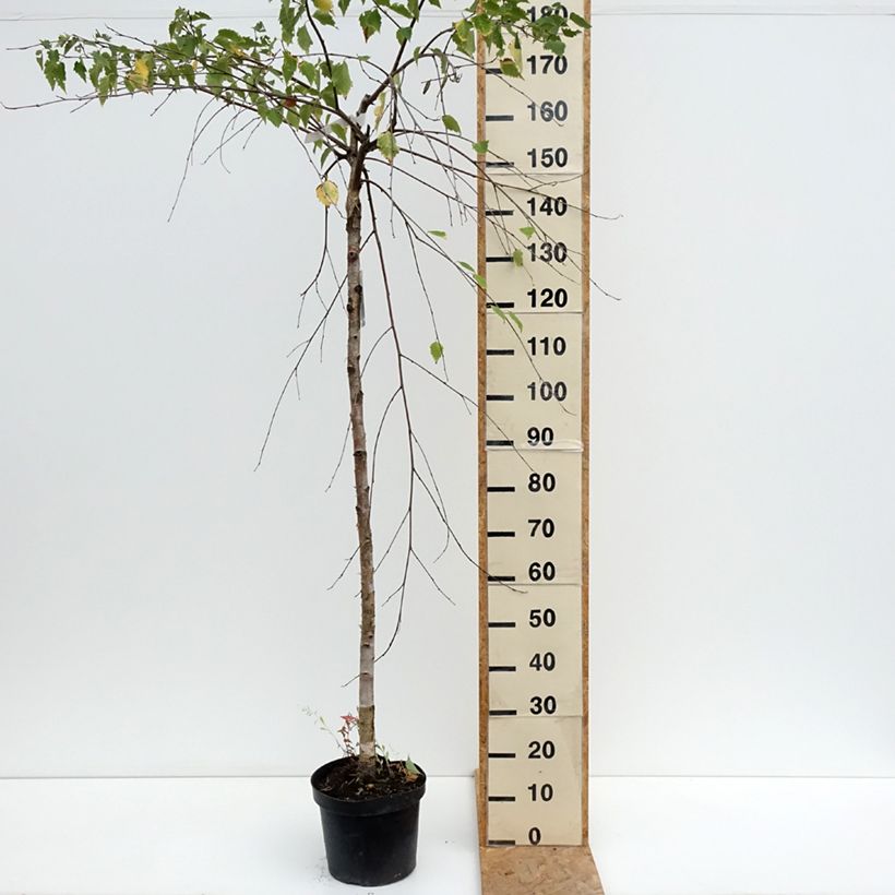 Amostra de Betula pendula Long Trunk Vaso de 7,5 L/10 L, Haste tal como entregue no verão