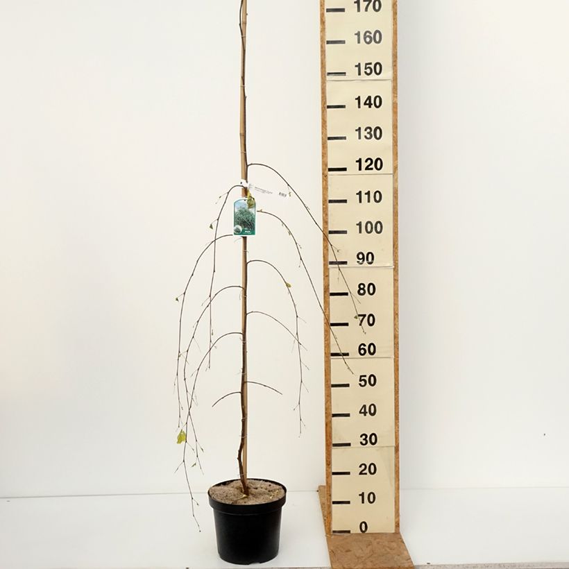 Amostra de Betula pendula Youngii Vaso de 7,5 L/10 L tal como entregue no outono