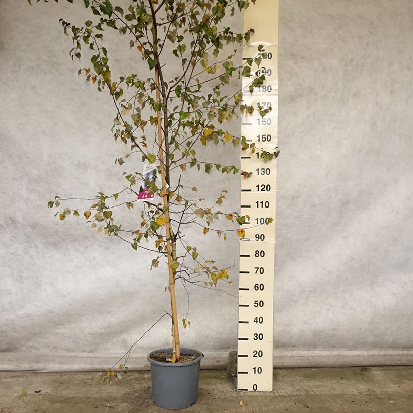 Amostra de Betula pendula Royal Frost Vaso de 7,5 L/10 L tal como entregue no outono