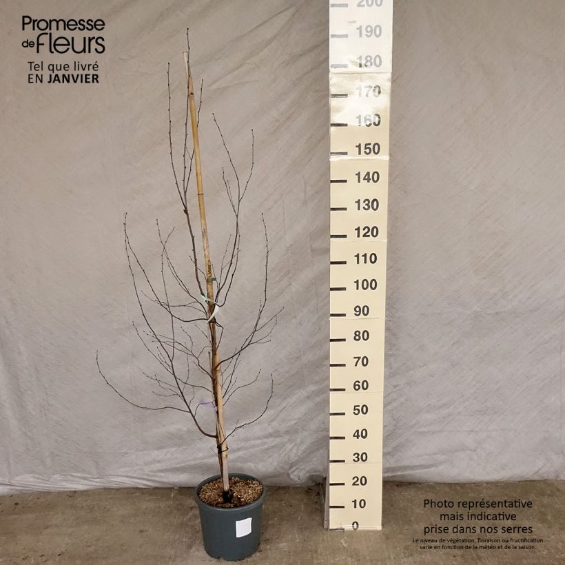 Amostra de Bouleau pourpre - Betula pendula Royal Frost Vaso de 7,5 L/10 L tal como entregue no inverno