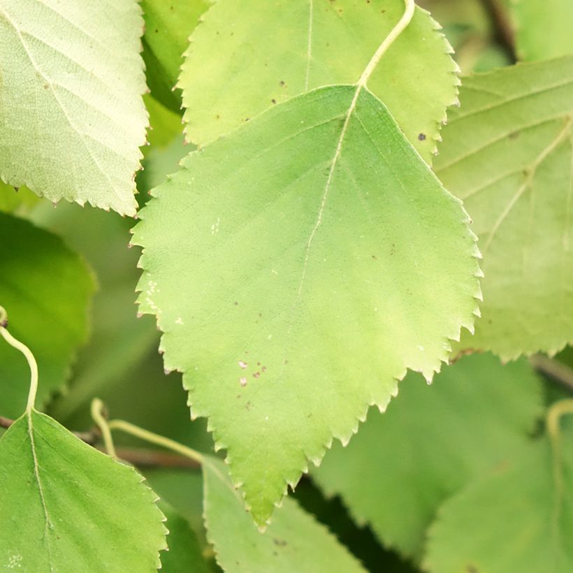 Betula pendula Spider Alley (Folhagem)