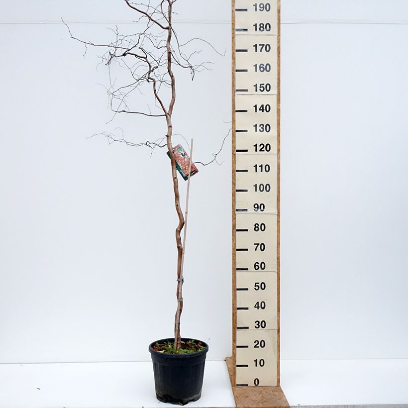 Amostra de Betula pendula Spider Alley Vaso de 12 L/15 L tal como entregue no outono