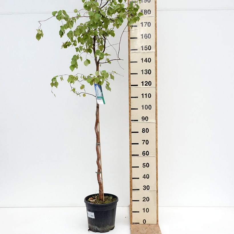 Amostra de Betula pendula Spider Alley Vaso de 12 L/15 L tal como entregue no verão