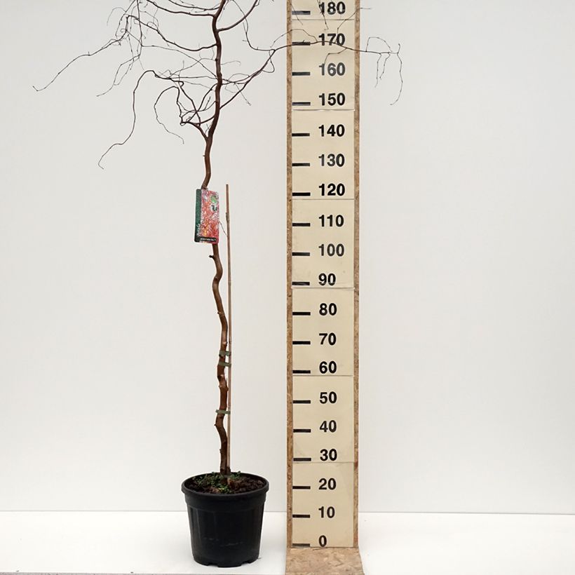 Amostra de Bouleau tortueux - Betula pendula Spider Alley Vaso de 12 L/15 L tal como entregue no inverno