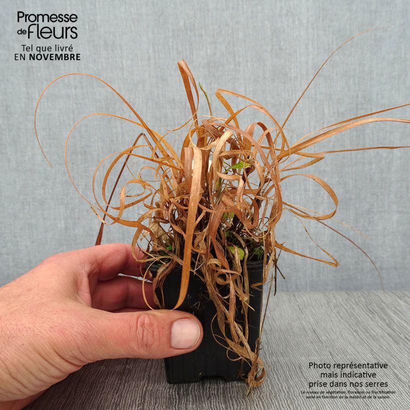 Amostra de Bouteloua curtipendula Vaso de 8/9 cm tal como entregue no outono