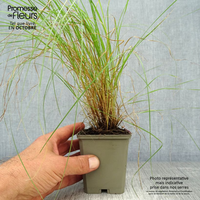 Amostra de Bouteloua gracilis Vaso de 8/9 cm tal como entregue no outono