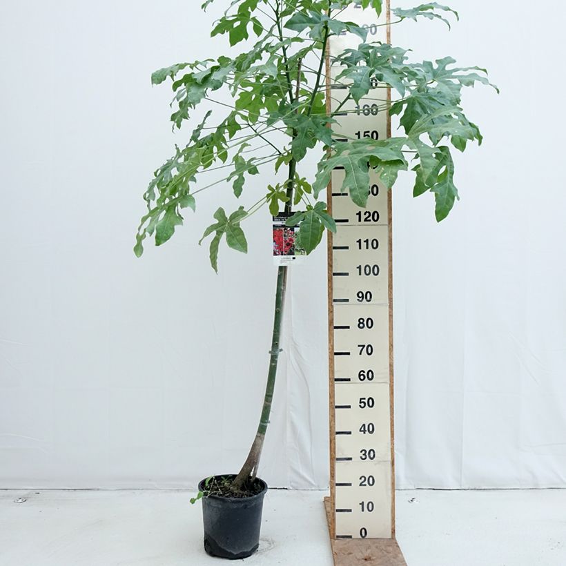 Amostra de Brachychiton acerifolius Vaso de 7,5 L/10 L tal como entregue no outono