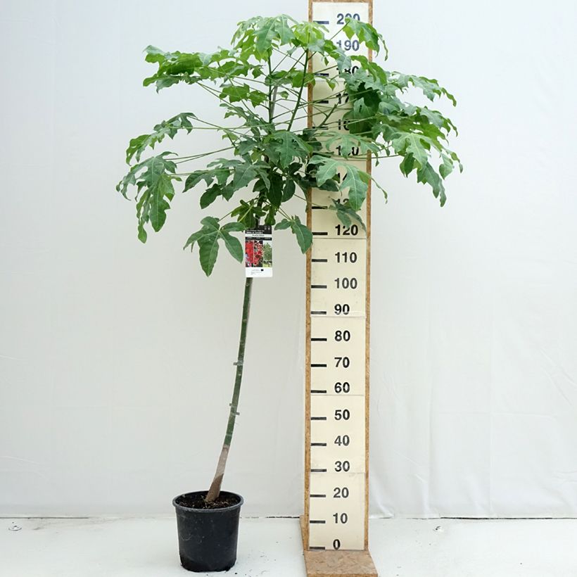 Amostra de Brachychiton acerifolius Vaso de 7,5 L/10 L tal como entregue no verão
