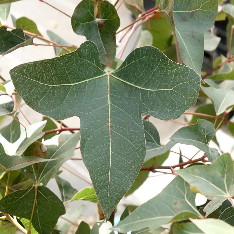 Brachychiton populneus (Folhagem)
