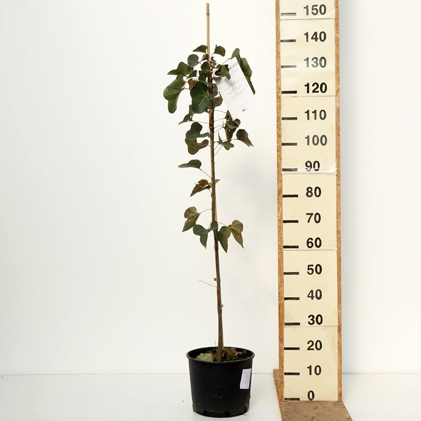 Amostra de Brachychiton populneus Vaso de 7,5 L/10 L tal como entregue no inverno