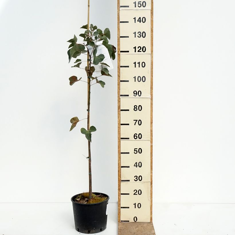 Amostra de Brachychiton populneus Vaso de 7,5 L/10 L tal como entregue na primavera