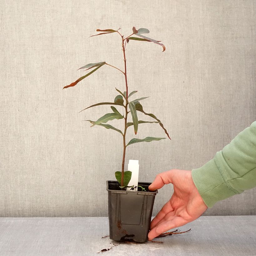 Amostra de Brachychiton rupestris Vaso de 1 L/1,5 L tal como entregue no inverno