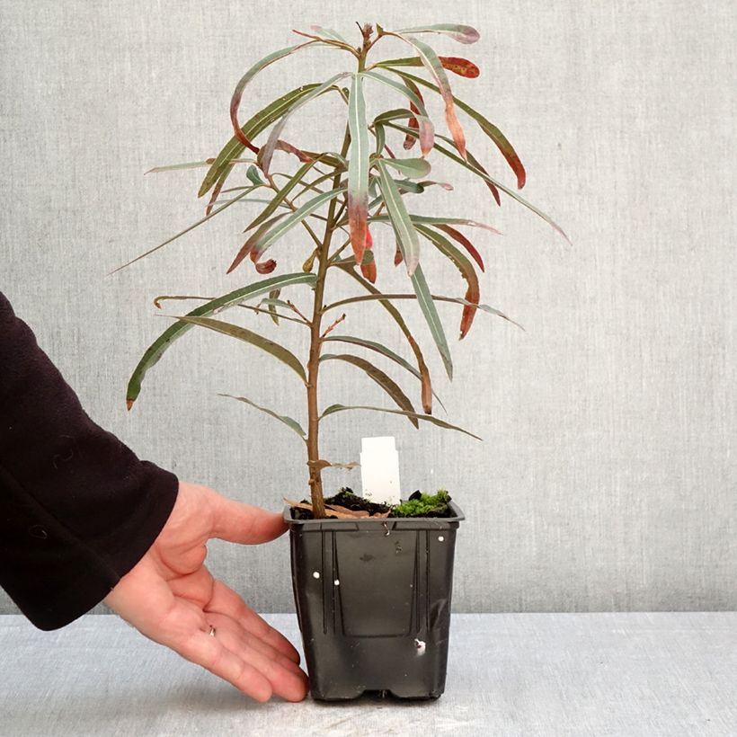 Amostra de Brachychiton rupestris Vaso de 1 L/1,5 L tal como entregue na primavera