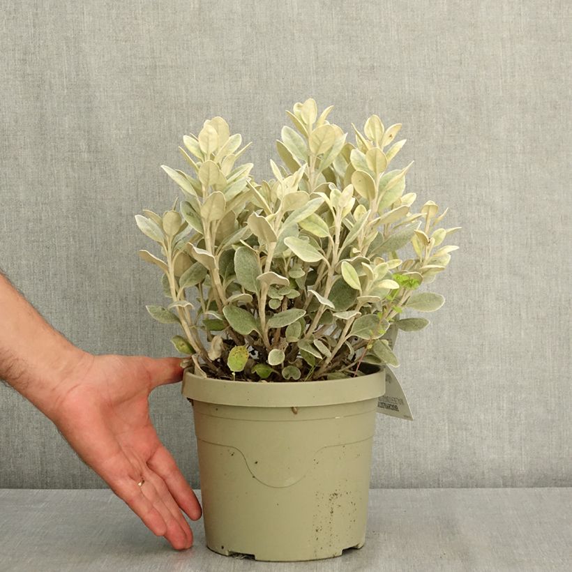Amostra de Seneci greyi Walberton's Silver Dormouse Vaso de 3 L/4 L tal como entregue no verão