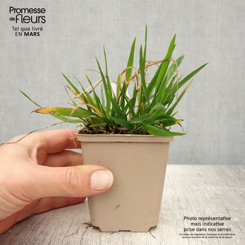 Amostra de Brachypodium sylvaticum Vaso de 8/9 cm tal como entregue na primavera