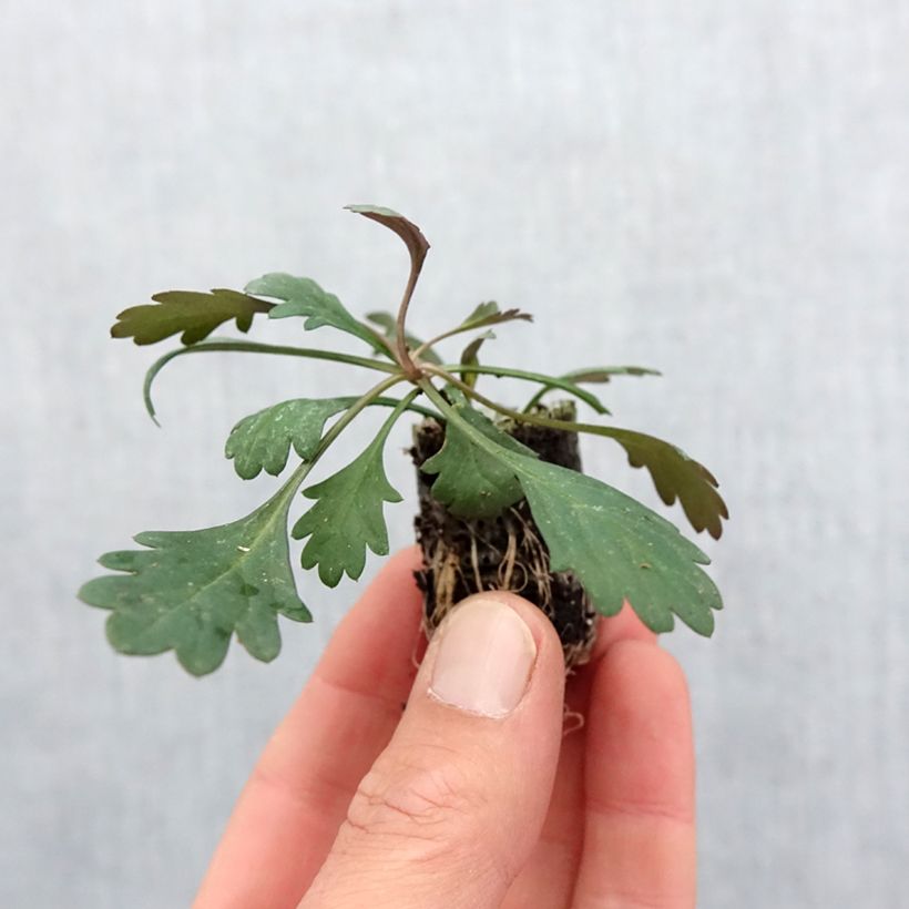 Amostra de Brachyscome Fresco Bright Pink Mini-motte Ø 3/4 cm tal como entregue na primavera