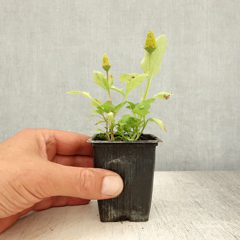 Amostra de Agrião-do-pará - Acmella oleracea Vaso de 7/8 cm tal como entregue no verão