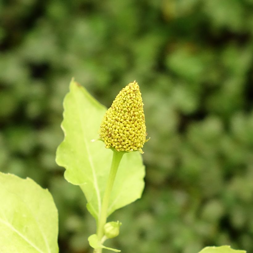 Agrião-do-pará - Acmella oleracea (Floração)