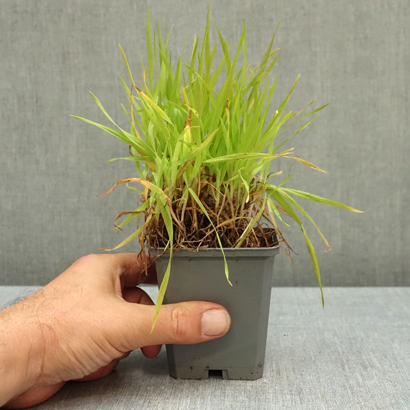 Amostra de Briza maxima - Balança Vaso de 8/9 cm tal como entregue no outono