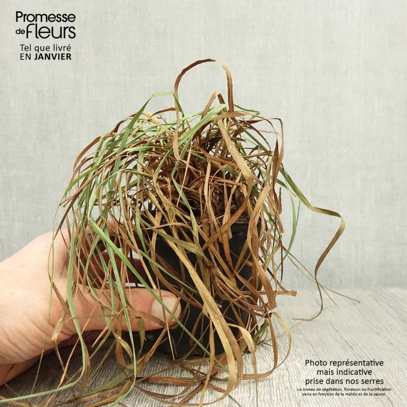 Amostra de Briza media Limouzi - Amourette Vaso de 8/9 cm tal como entregue no inverno