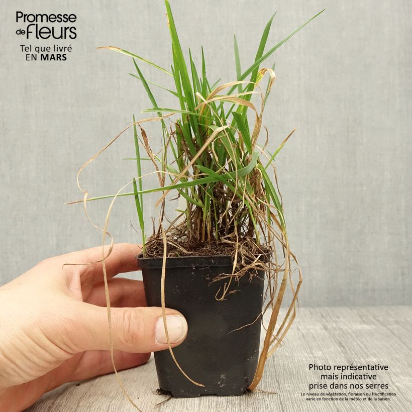 Amostra de Briza media Limouzi Vaso de 8/9 cm tal como entregue na primavera