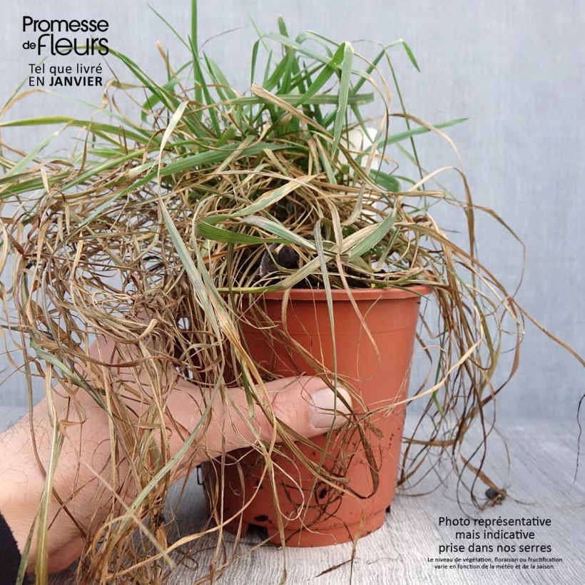 Amostra de Briza media Limouzi - Amourette Vaso de 1 L/1,5 L tal como entregue no inverno