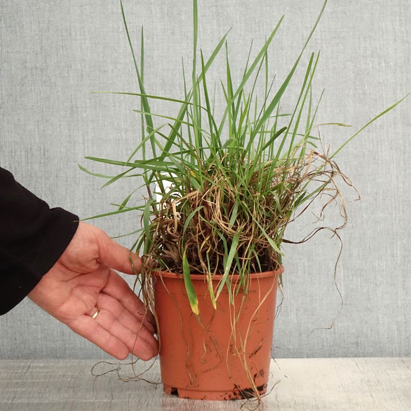 Amostra de Briza media Limouzi Vaso de 1 L/1,5 L tal como entregue na primavera