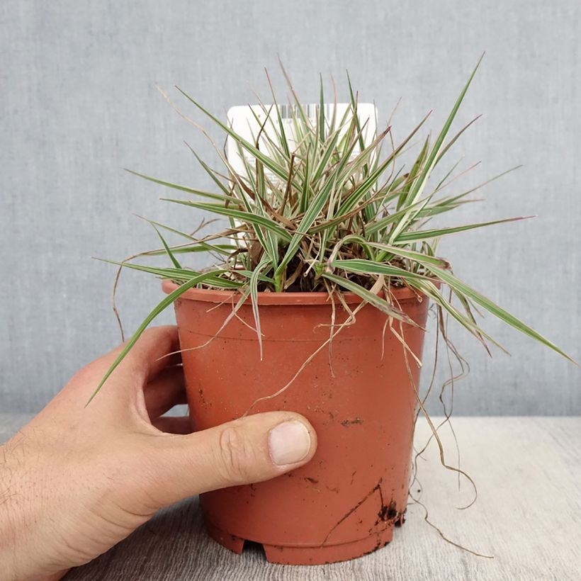 Amostra de Briza media Zitterzebra Vaso de 1 L/1,5 L tal como entregue na primavera