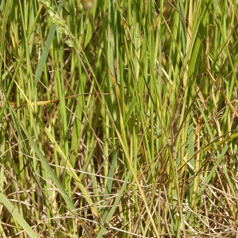 Briza triloba (Folhagem)