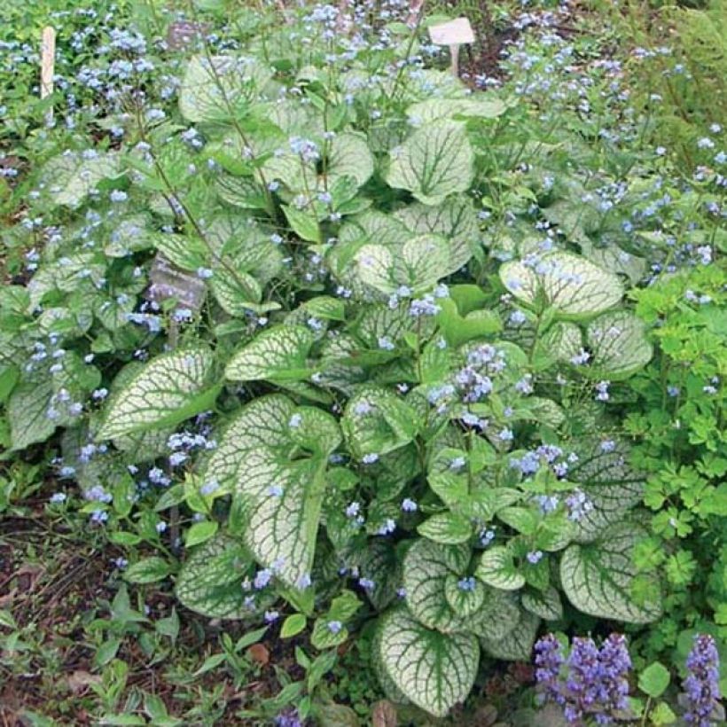 Brunnera macrophylla Jack Frost (Hábito)