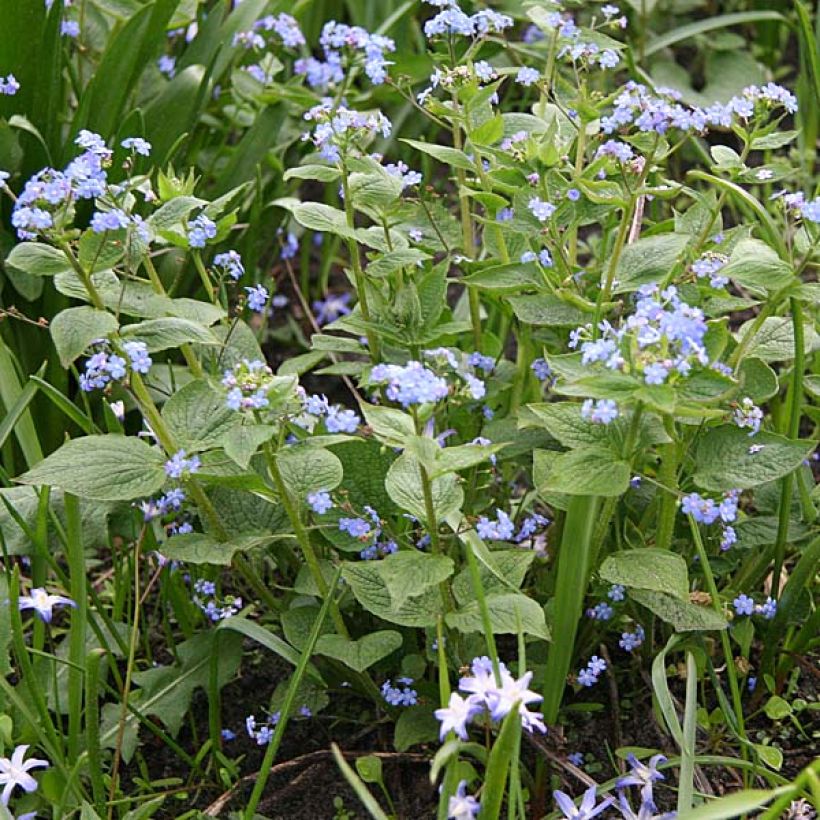 Brunnera macrophylla (Hábito)