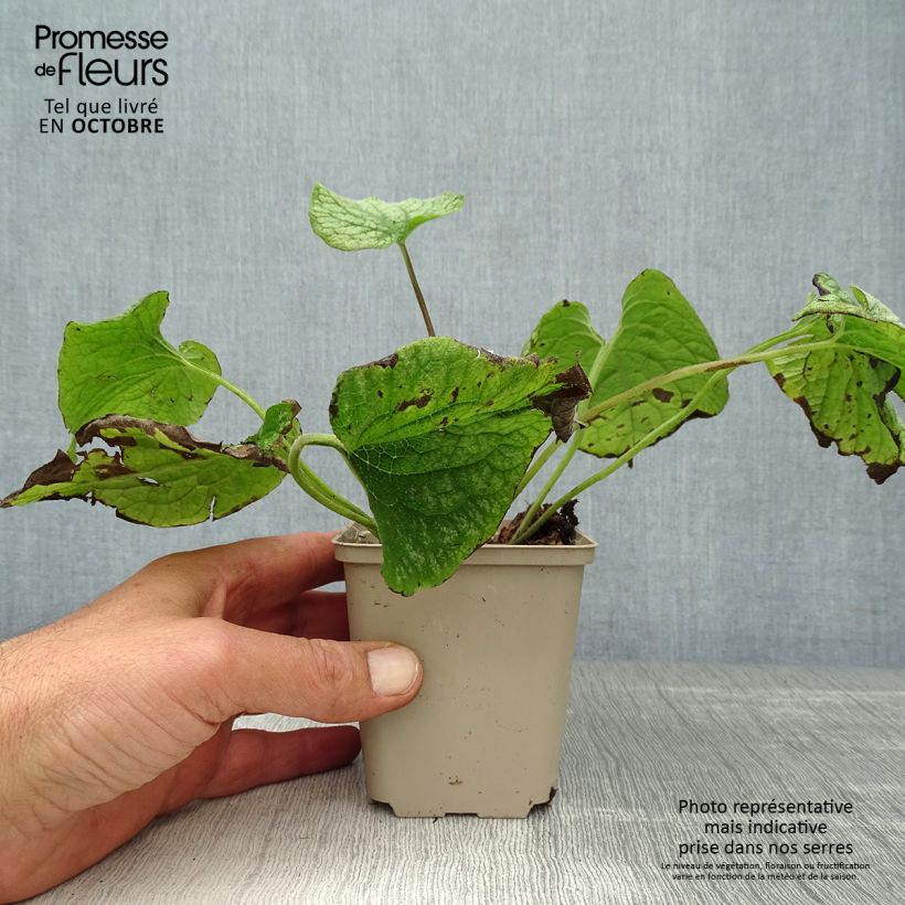 Amostra de Brunnera macrophylla Alexander's Great Vaso de 8/9 cm tal como entregue no outono
