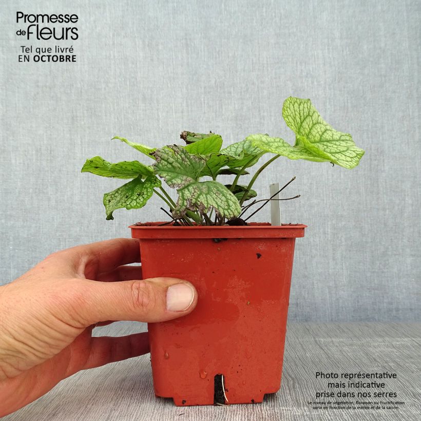 Amostra de Brunnera macrophylla Alexander's Great Vaso de 1 L/1,5 L tal como entregue no outono