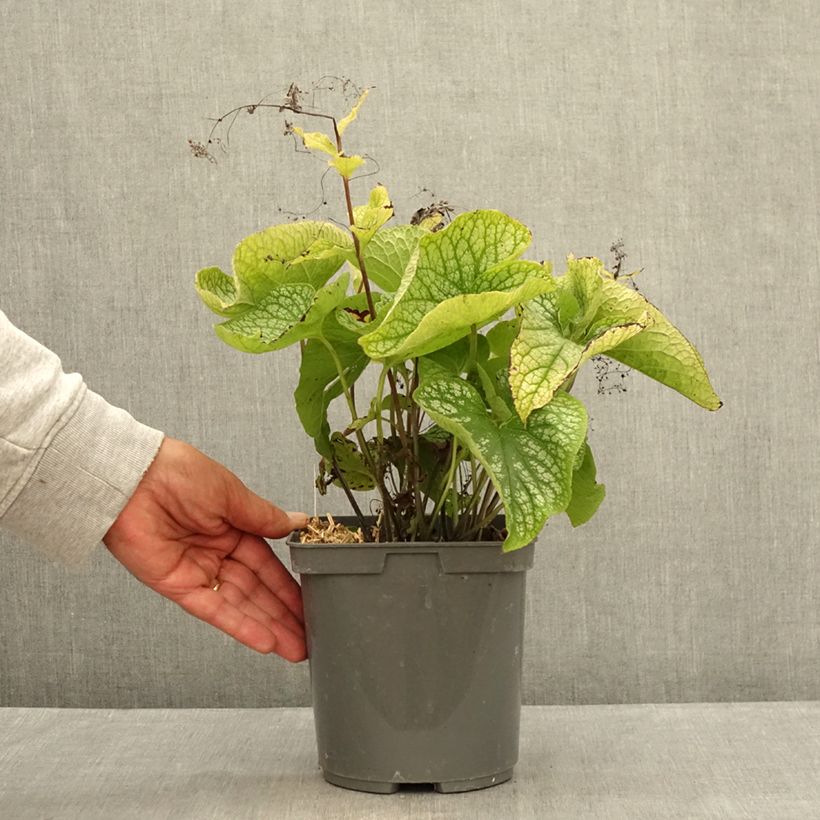 Amostra de Brunnera macrophylla Alexander's Great Vaso de 1 L/1,5 L tal como entregue no verão