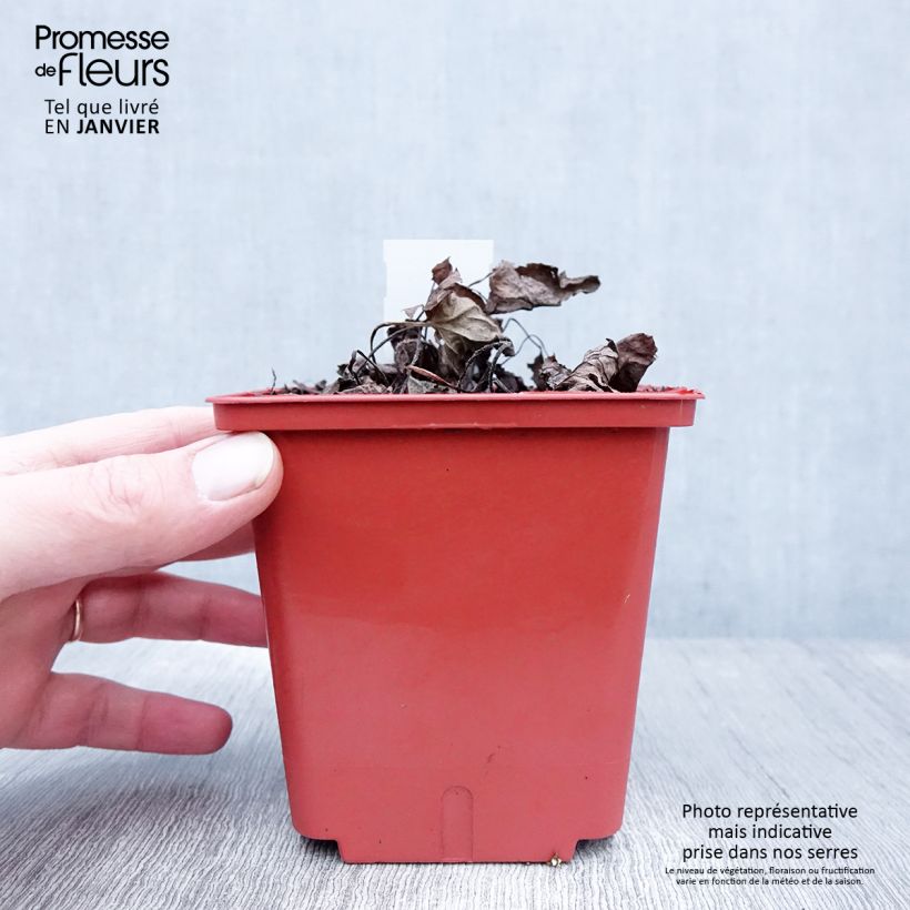 Amostra de Brunnera macrophylla Alexander's Great Vaso de 1 L/1,5 L tal como entregue no inverno