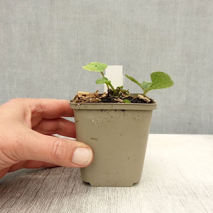 Amostra de Brunnera macrophylla Betty Bowring Vaso de 8/9 cm tal como entregue no outono