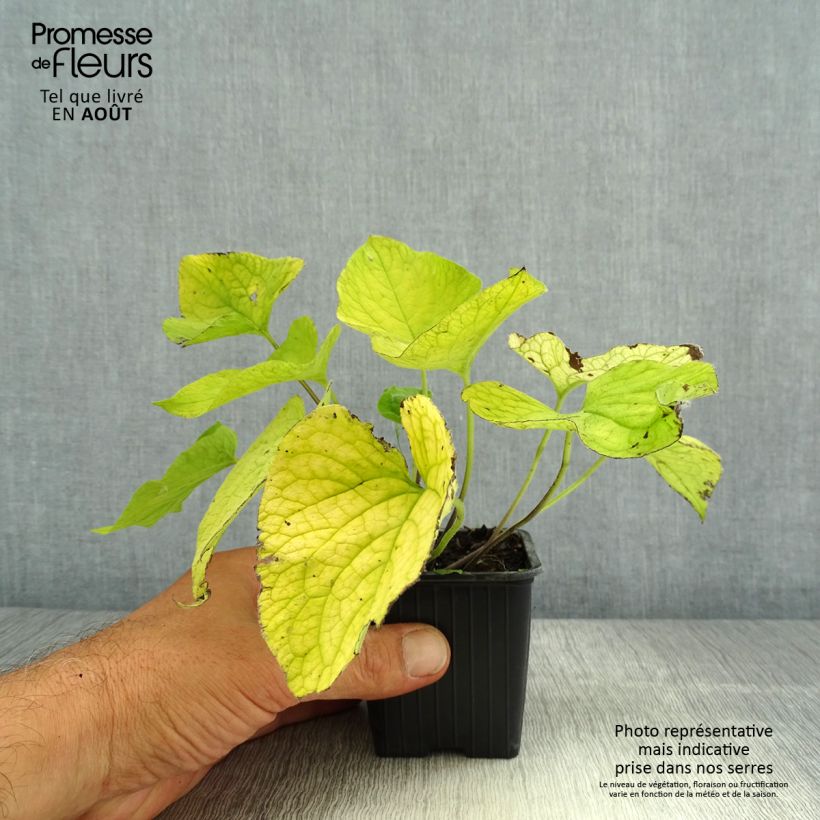 Amostra de Brunnera macrophylla Diane's Gold Vaso de 8/9 cm tal como entregue no verão