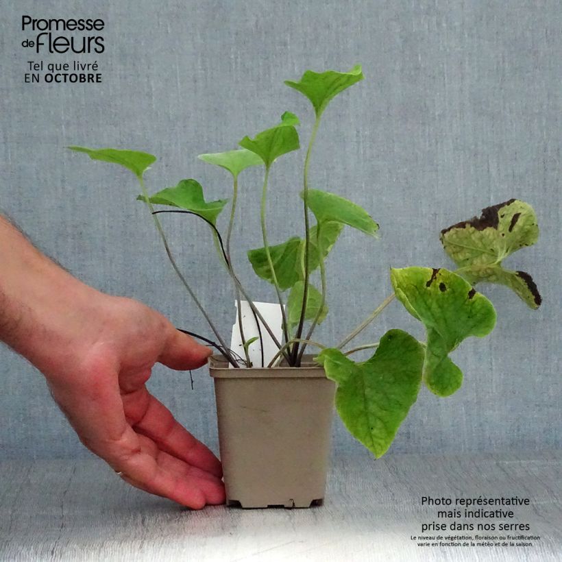 Amostra de Brunnera macrophylla Hadspen Cream Vaso de 8/9 cm tal como entregue no outono
