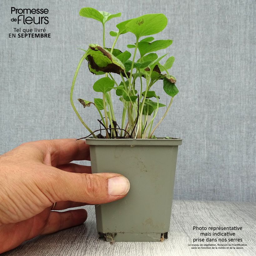 Amostra de Brunnera macrophylla Jack Frost Vaso de 7/8 cm tal como entregue no outono