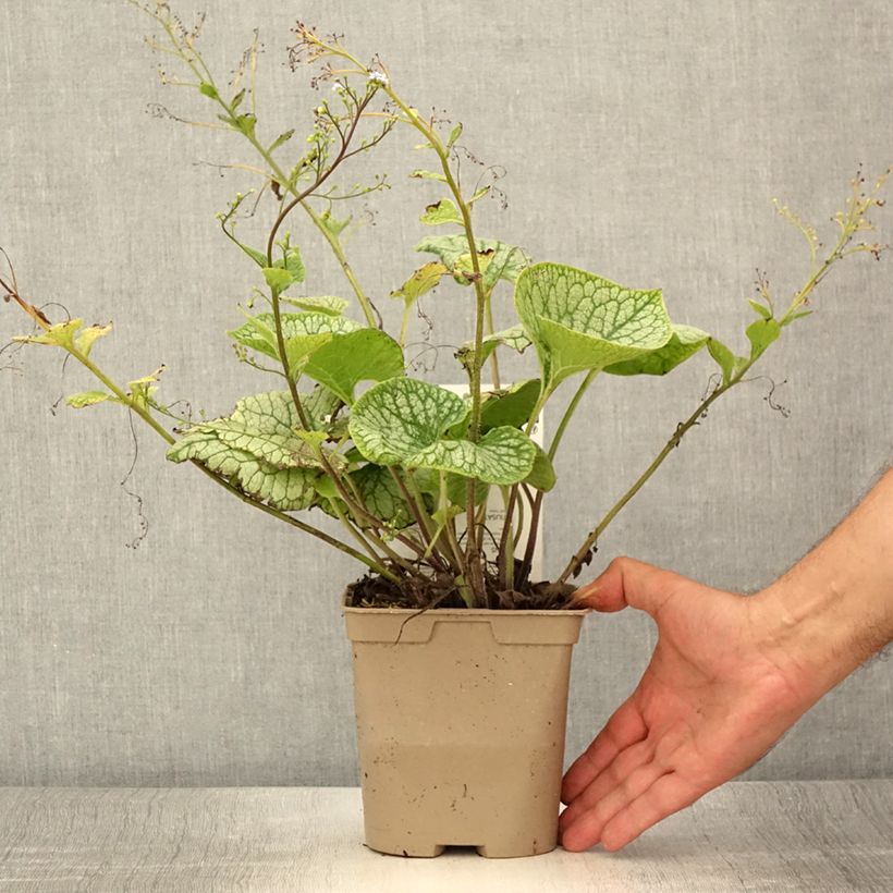 Amostra de Brunnera macrophylla Jack Frost Vaso de 2 L/3 L tal como entregue no verão