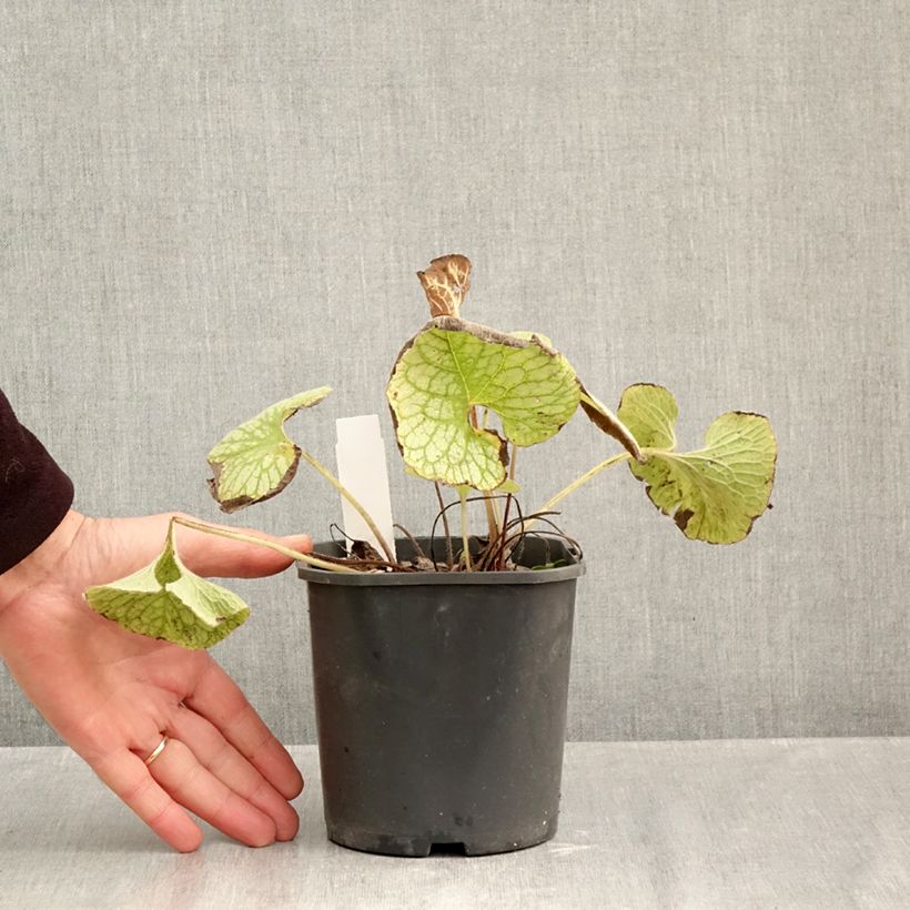 Amostra de Brunnera macrophylla Jack Frost Vaso de 2 L/3 L tal como entregue no outono
